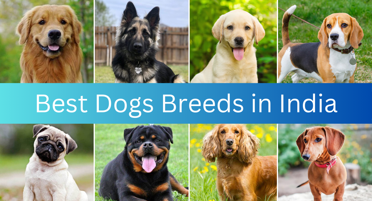 Best Dogs Breeds in India