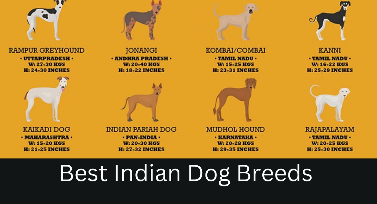 Best Indian Dog Breeds