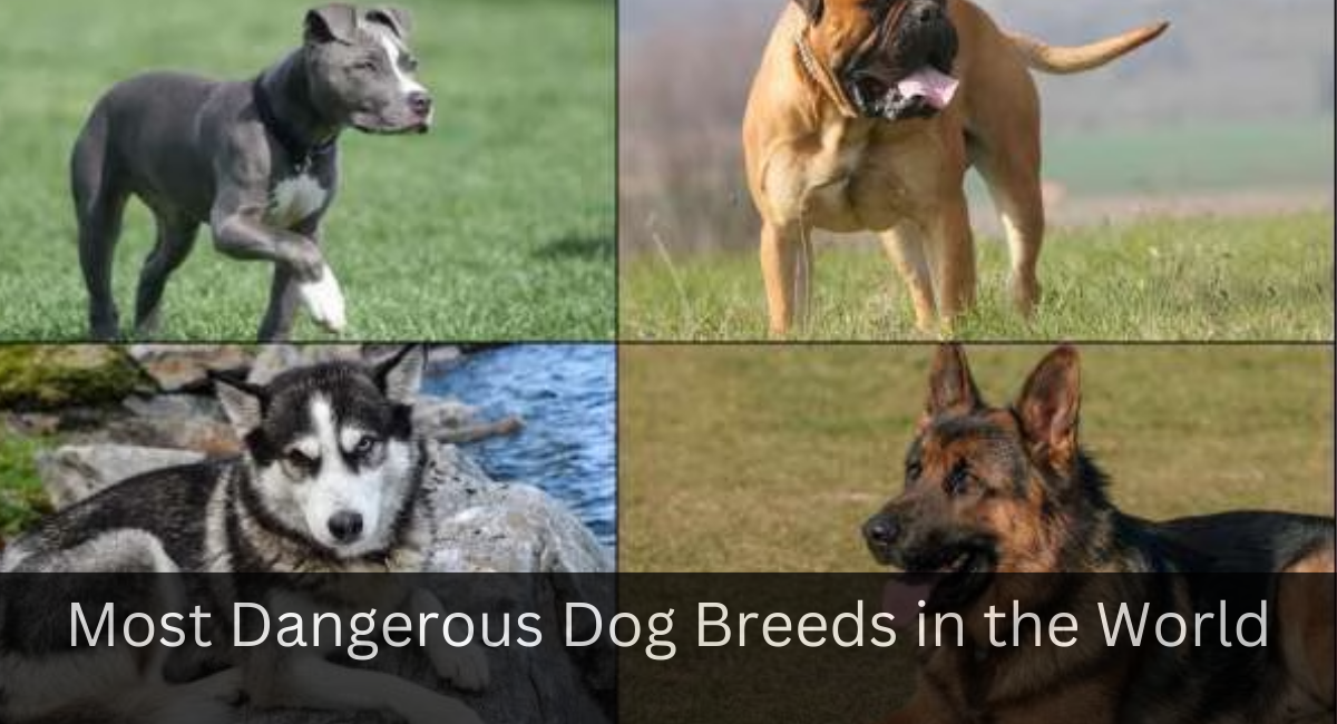 Most Dangerous Dog Breeds in the World