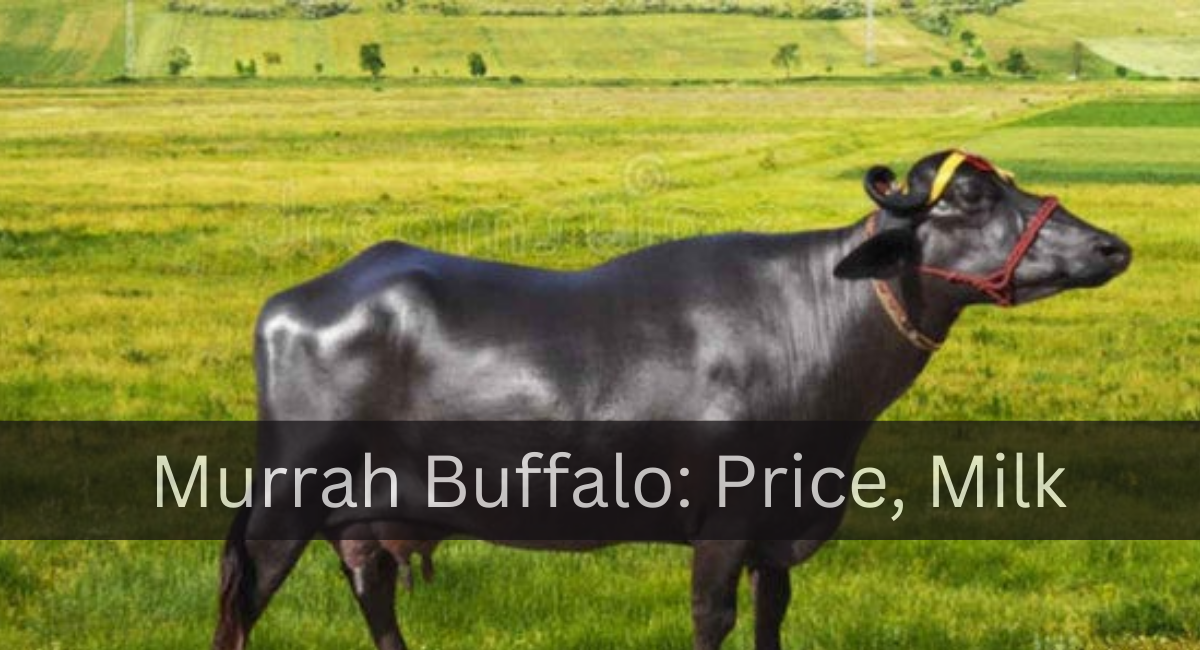 Murrah Buffalo Price, Milk