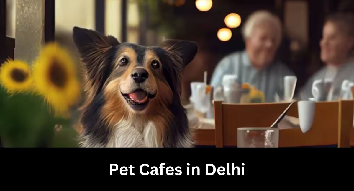 Pet Cafes in Delhi