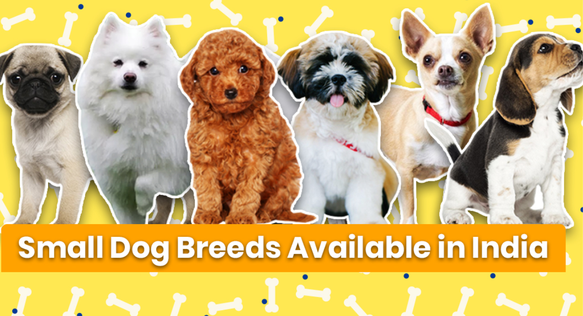 Small Dog Breeds in India