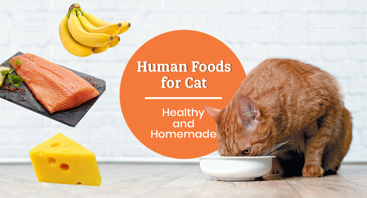 homemade foods for cats