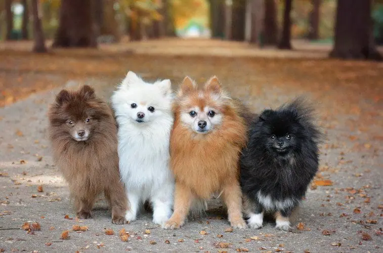 Pomeranian