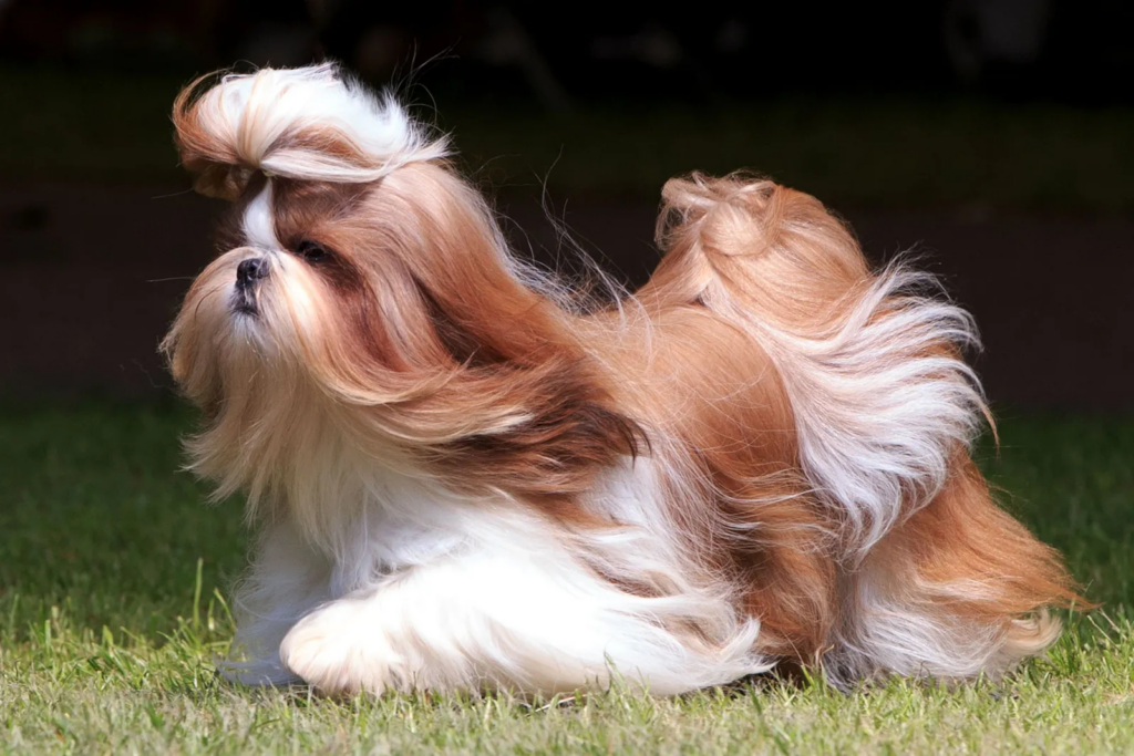 Shih Tzu