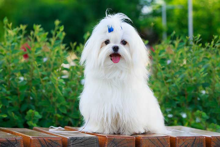 Maltese