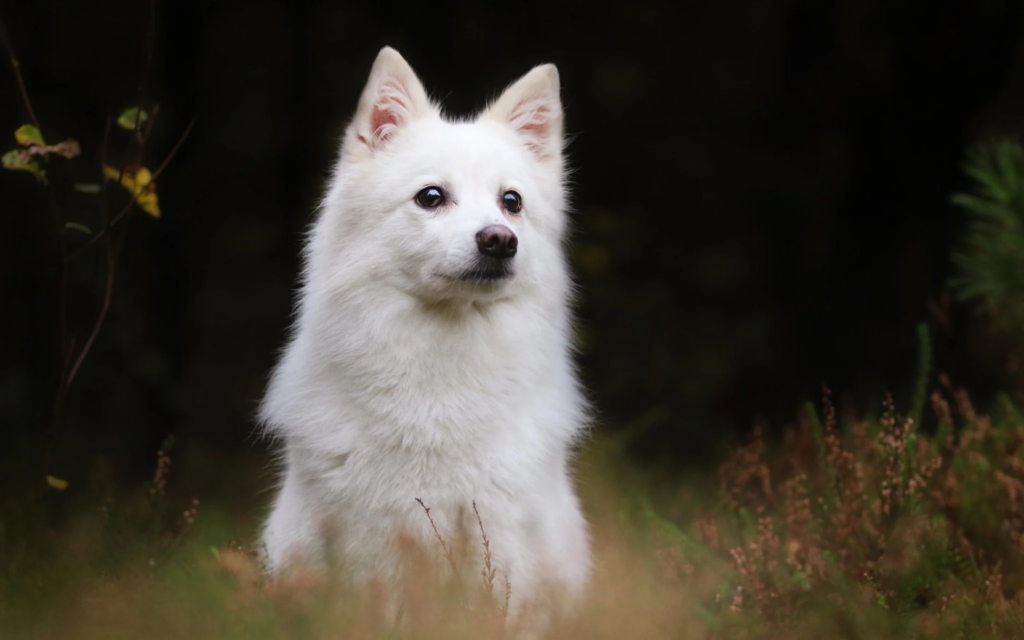 Indian Spitz