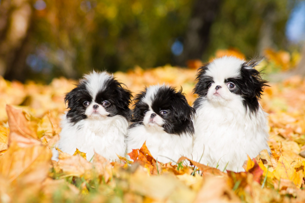 Japanese Chin